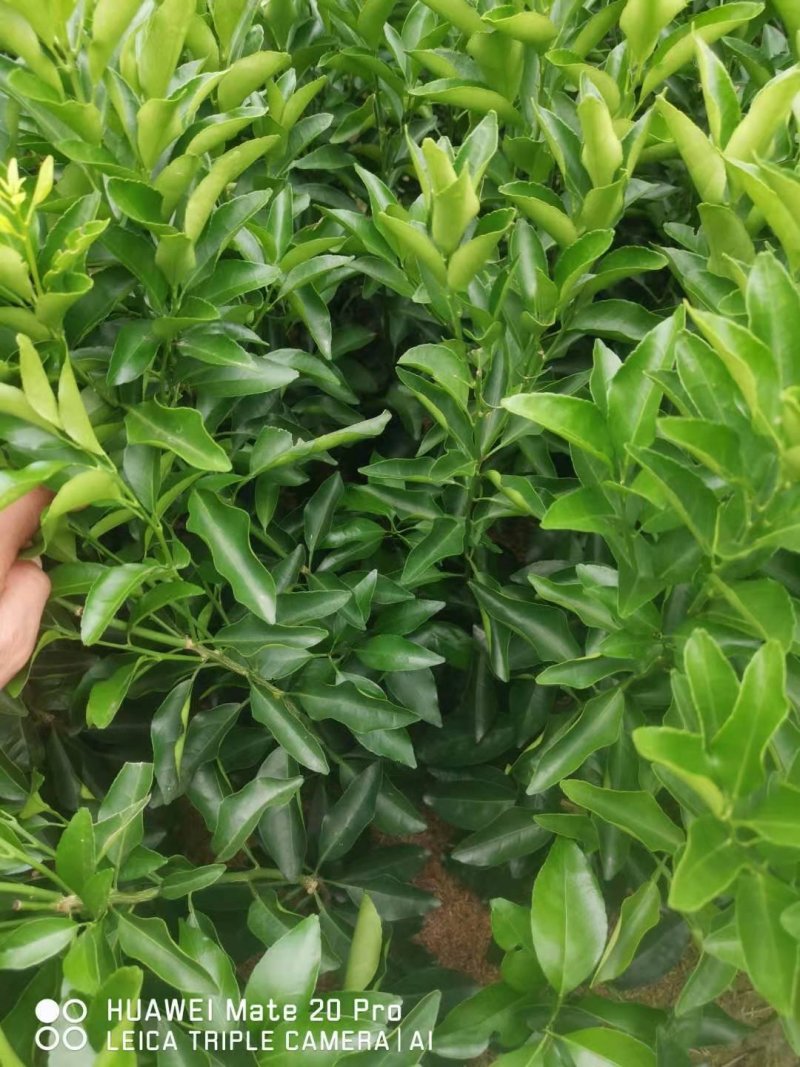 大叶滑皮，，脆皮金桔大颗果子，果子甜度好，市场价格优势好