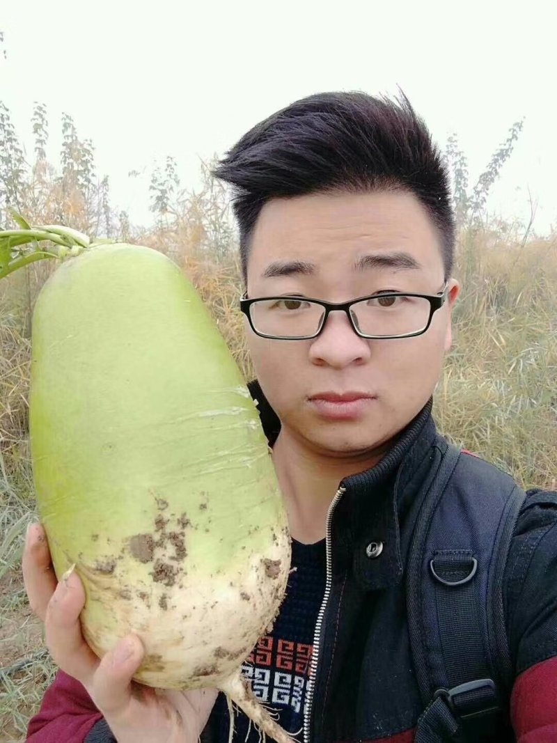 绿翡翠绿玉青萝卜种子皮色翠绿生长速度快品质好产量高