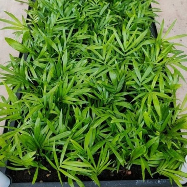 袖珍椰子种苗创意室内盆栽椰子树净化空气美观