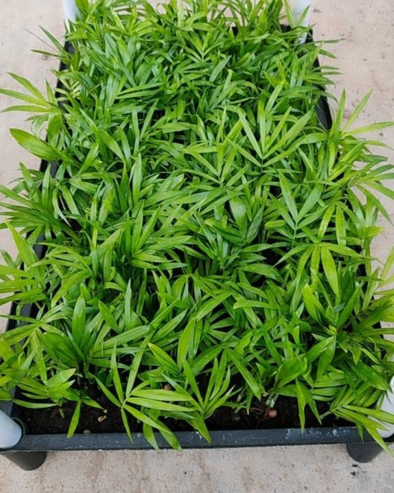 袖珍椰子种苗创意室内盆栽椰子树净化空气美观