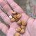 甜杏仁（龙王帽）食品级各种规格