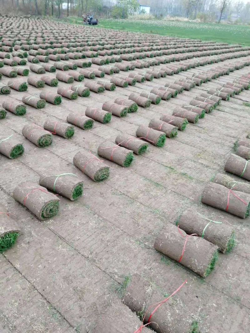 果岭草，混播黑麦草！量大从优！保质保量！