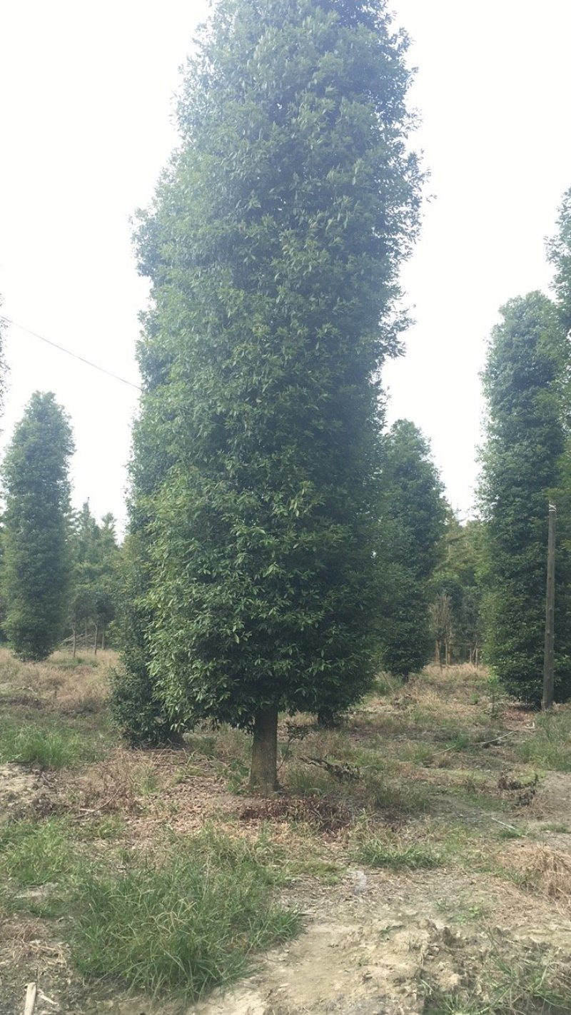 小叶桢楠金丝楠木桢楠生产基地直销优势大量出售中