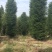 小叶桢楠金丝楠木桢楠生产基地直销优势大量出售中