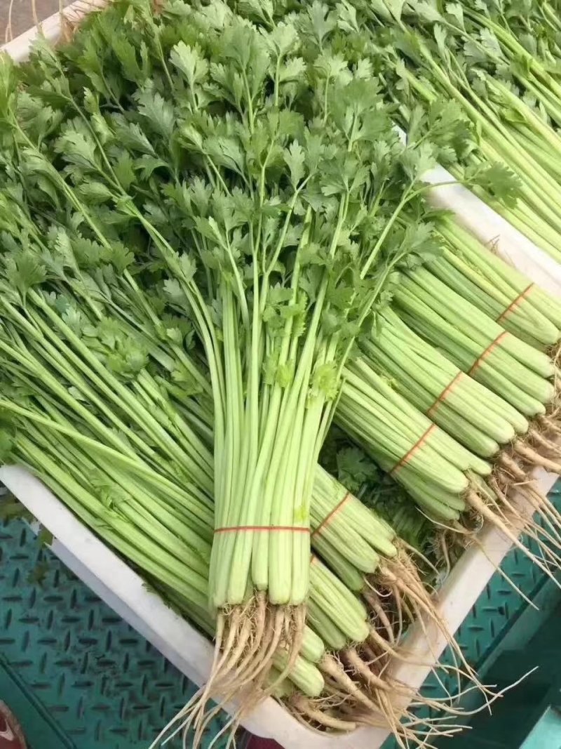 【优质】四季小香芹菜种子香味浓口感好品质好