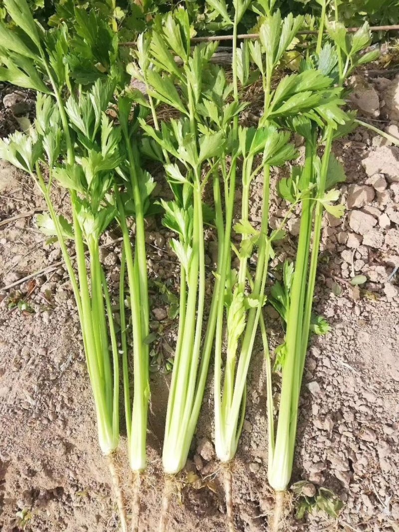 【优质】四季小香芹菜种子香味浓口感好品质好