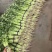 【优质】四季小香芹菜种子香味浓口感好品质好