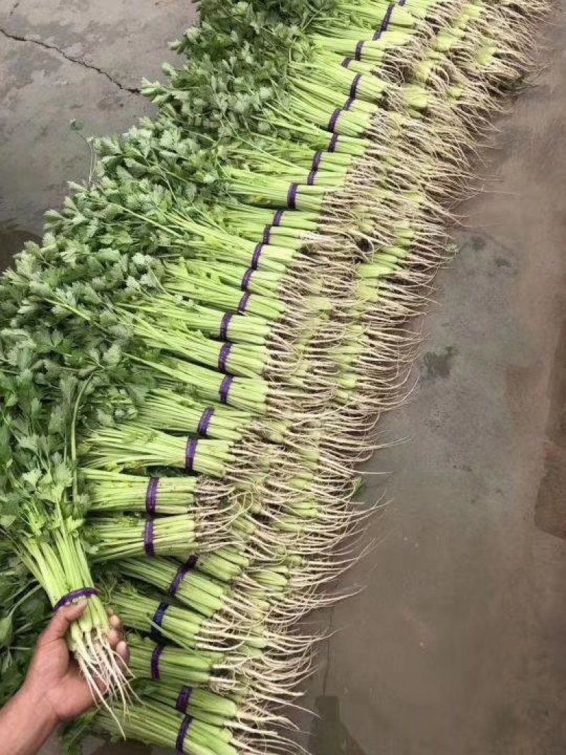 【优质】四季小香芹菜种子香味浓口感好品质好