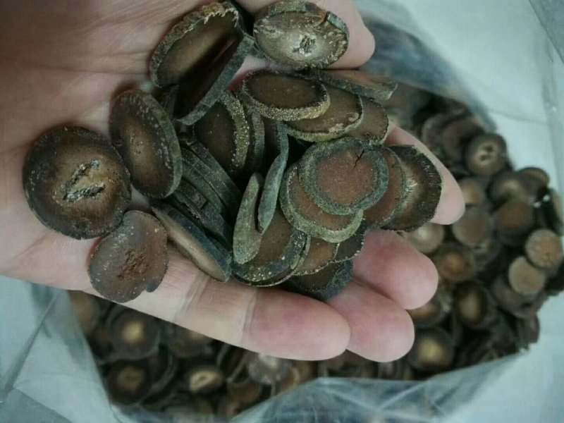 五年陈的正毛化橘红片，假一赔十