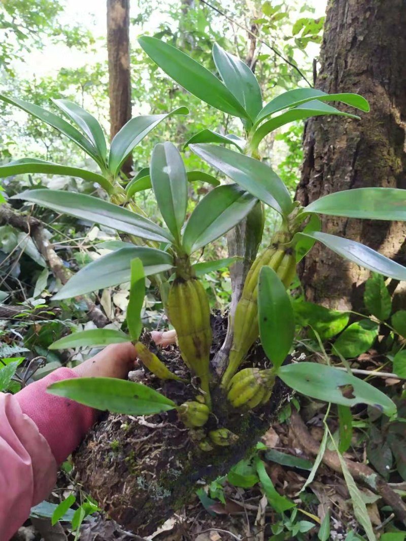 鼓槌石斛