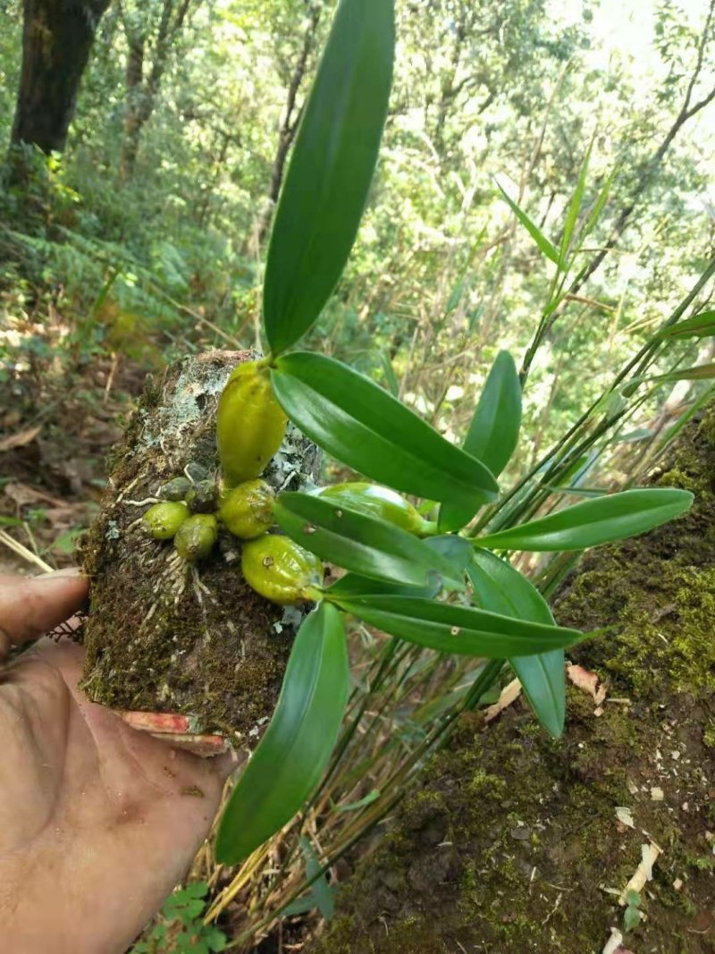 鼓槌石斛