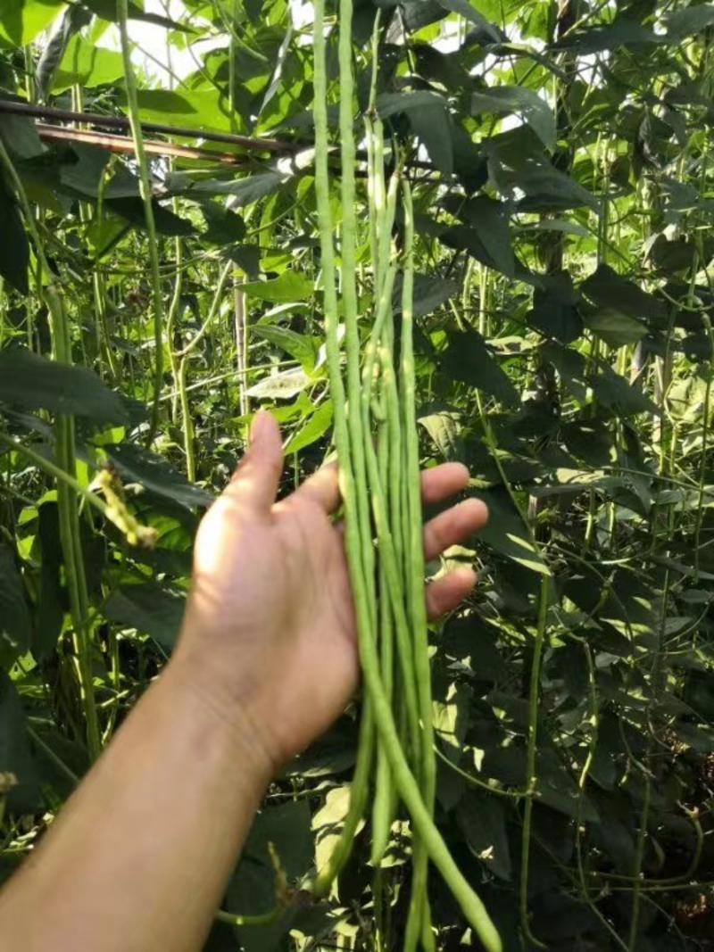 热销小袋装架和无架豆角条形均匀肉质细腻肥产量高条形顺直