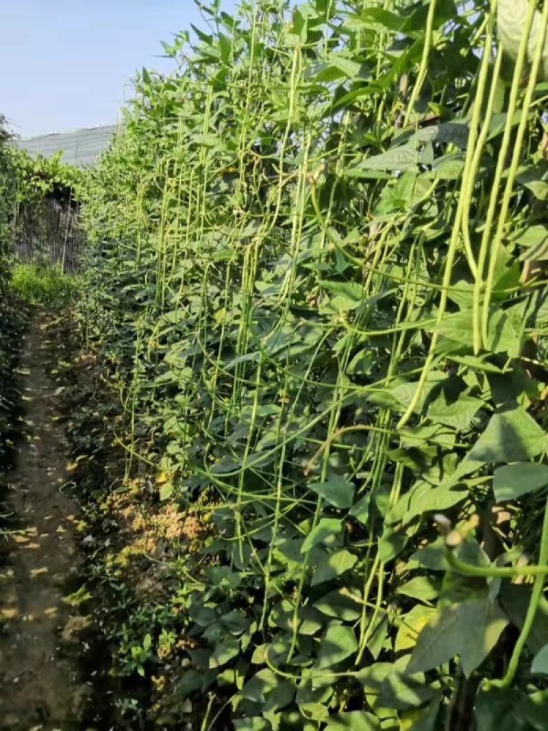 热销小袋装架和无架豆角条形均匀肉质细腻肥产量高条形顺直