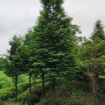 水杉水杉树大量出售中，欢迎来电咨询实地考察