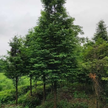 水杉水杉树大量出售中，欢迎来电咨询实地考察