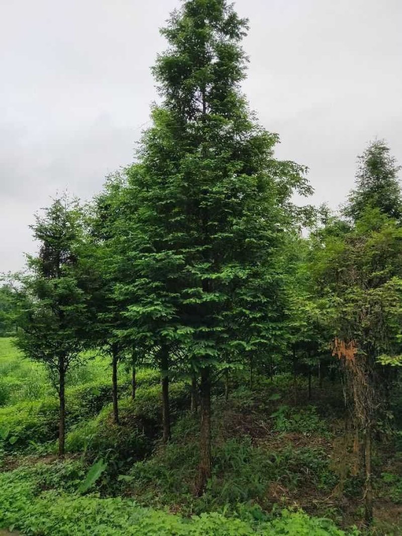 水杉水杉树大量出售中，欢迎来电咨询实地考察