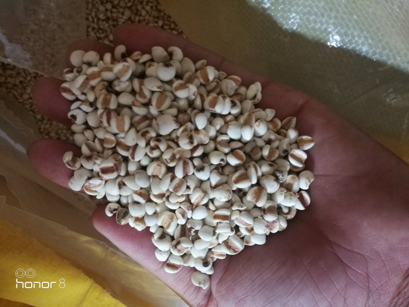 大薏米，小薏米！49.5斤真空包装！量大从优！