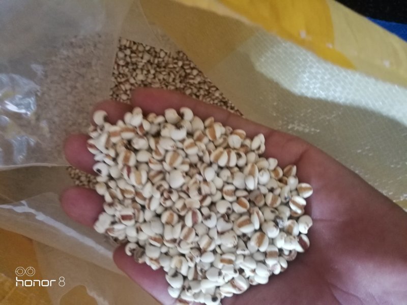 大薏米，小薏米！49.5斤真空包装！量大从优！