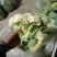 精品大棚青梗白面有机花菜