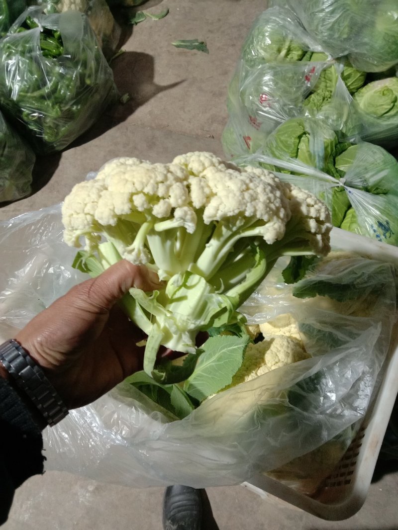 精品大棚青梗白面有机花菜