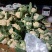 精品大棚青梗白面有机花菜