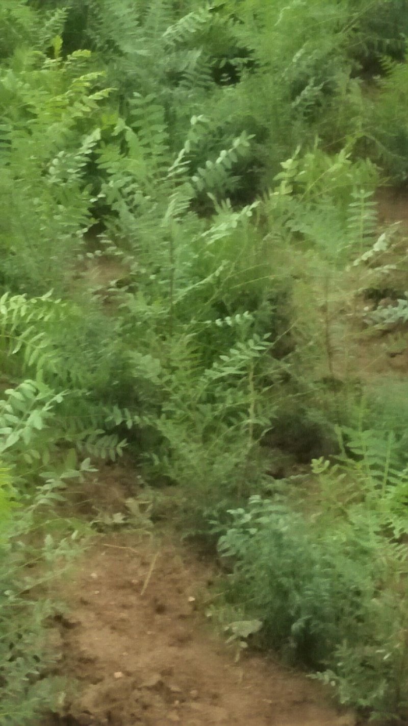 精品大红炮花椒苗，一手货源基地直发质量保障可视频看货