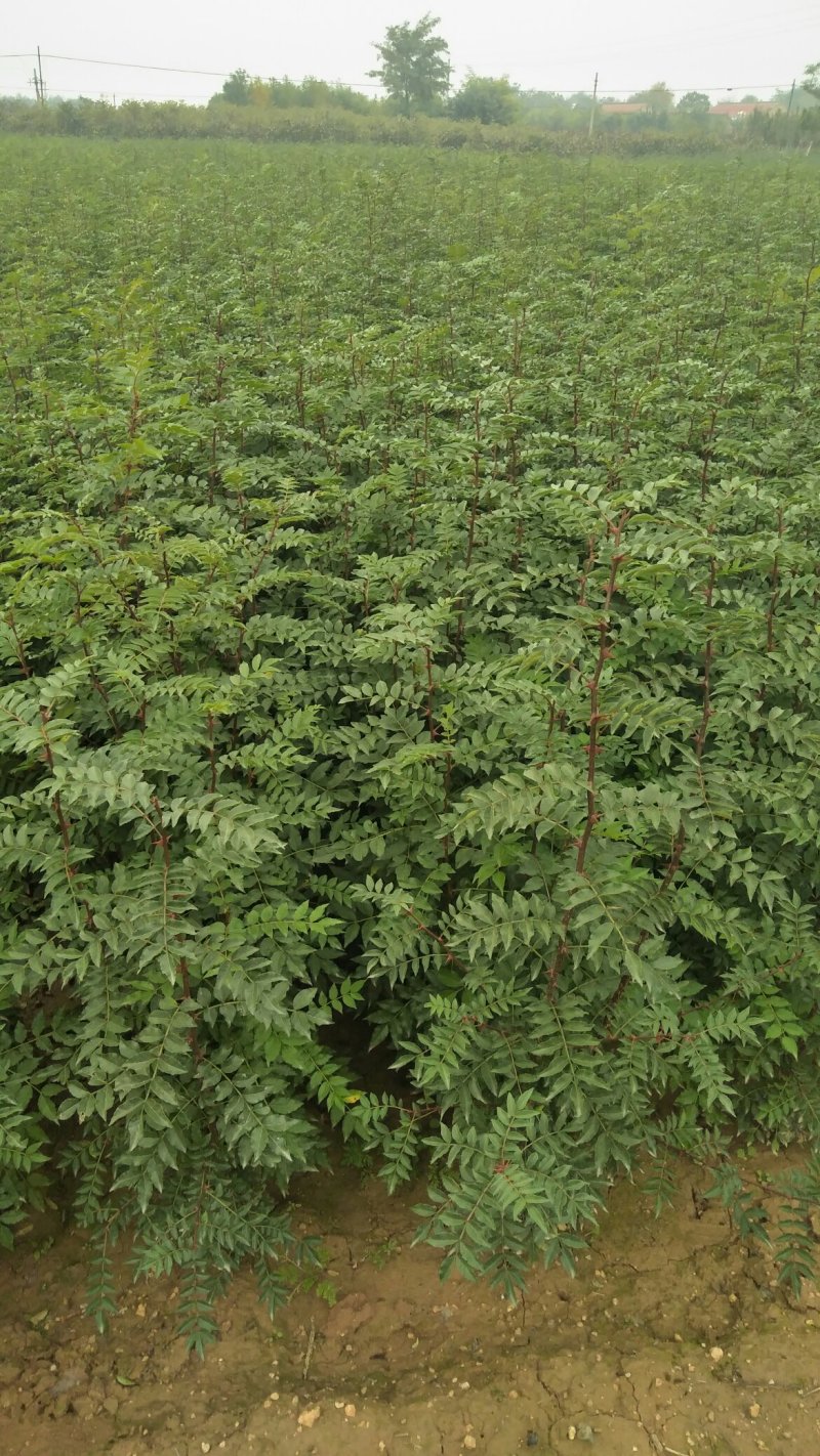 精品大红炮花椒苗，一手货源基地直发质量保障可视频看货