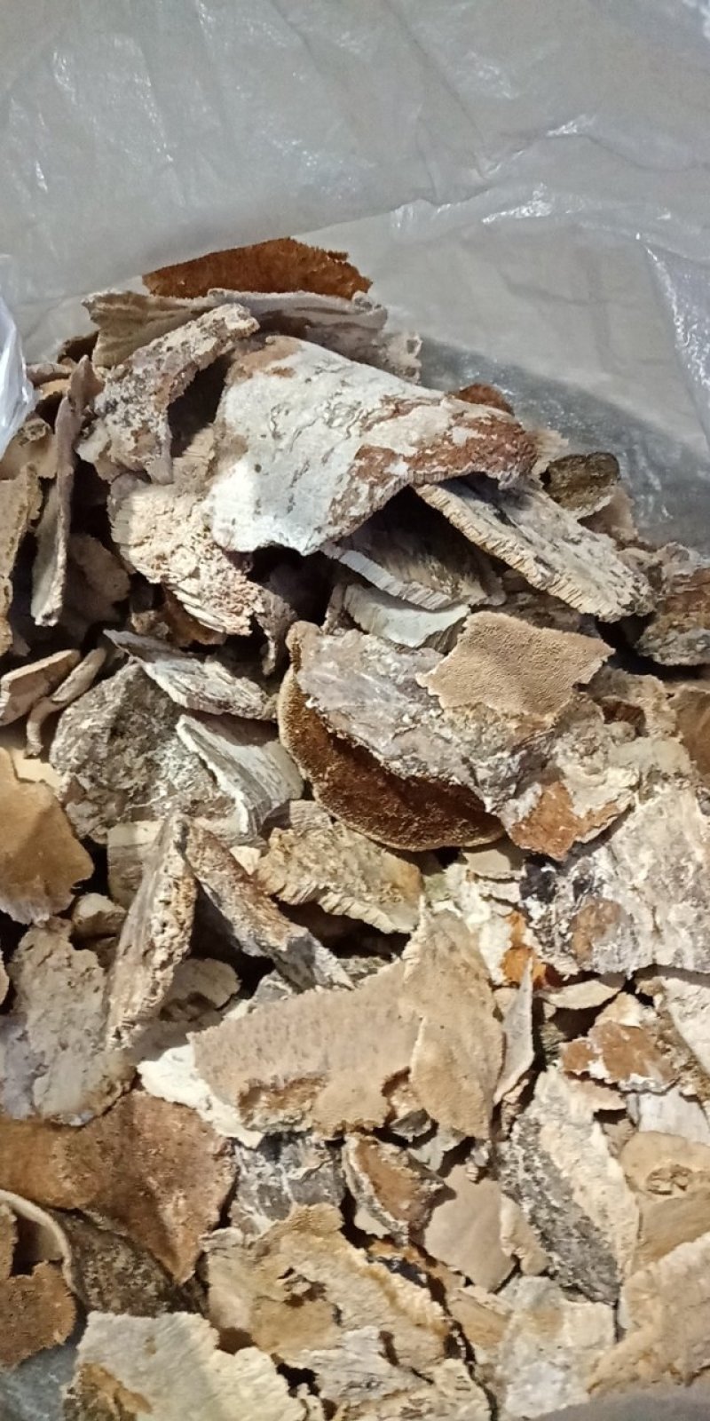 东北野生白耙齿菌，又是耙齿菌，褐色耙齿菌。