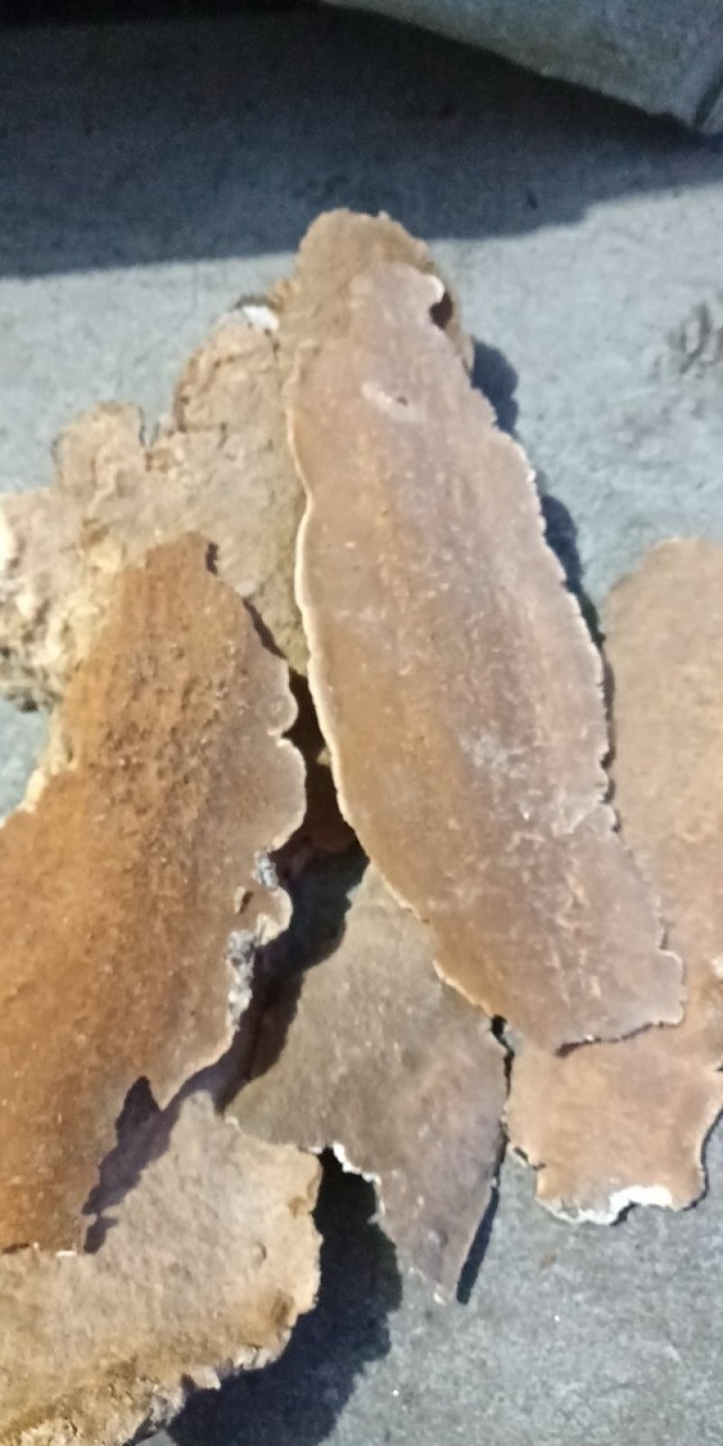 东北野生白耙齿菌，又是耙齿菌，褐色耙齿菌。