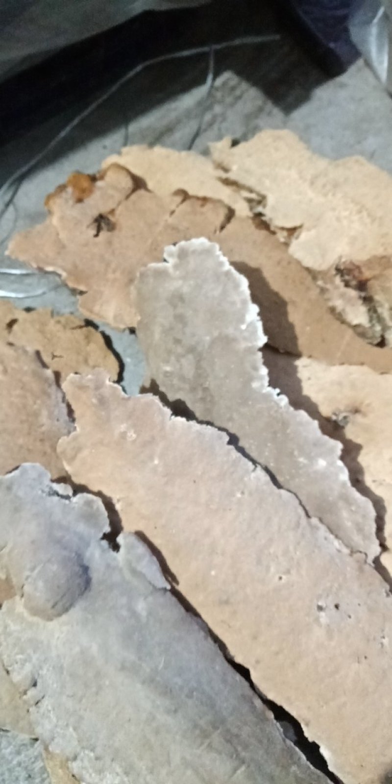 东北野生白耙齿菌，又是耙齿菌，褐色耙齿菌。