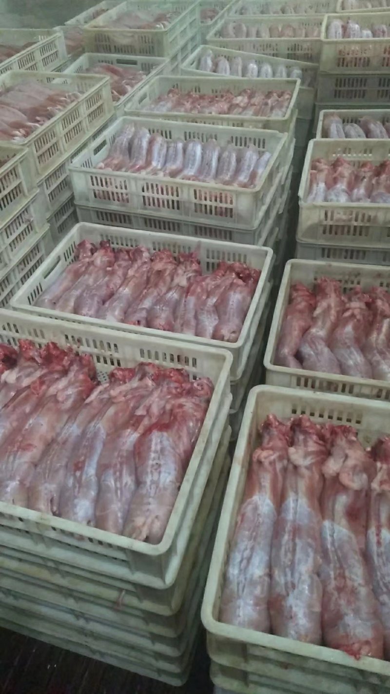 比利时兔养殖基地常年供应优质种兔以及商品兔