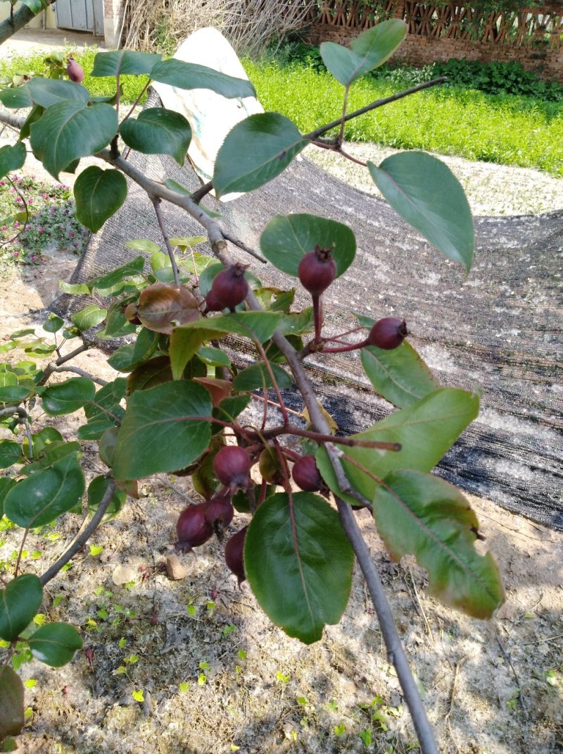 梨树苗，3年生挂果早酥红梨苗，基地直供，果色鲜艳口感好