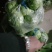 包菜