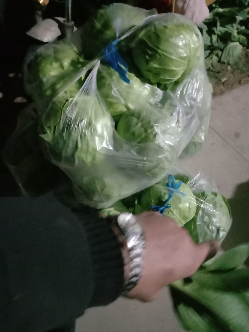 包菜