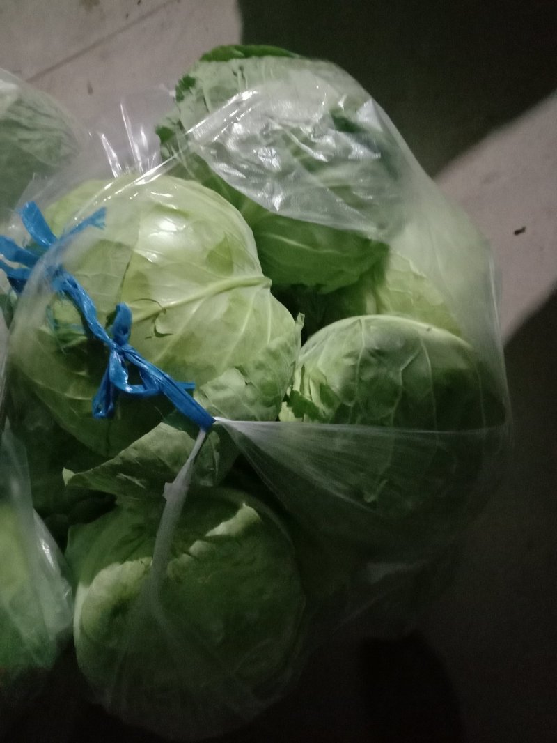 包菜