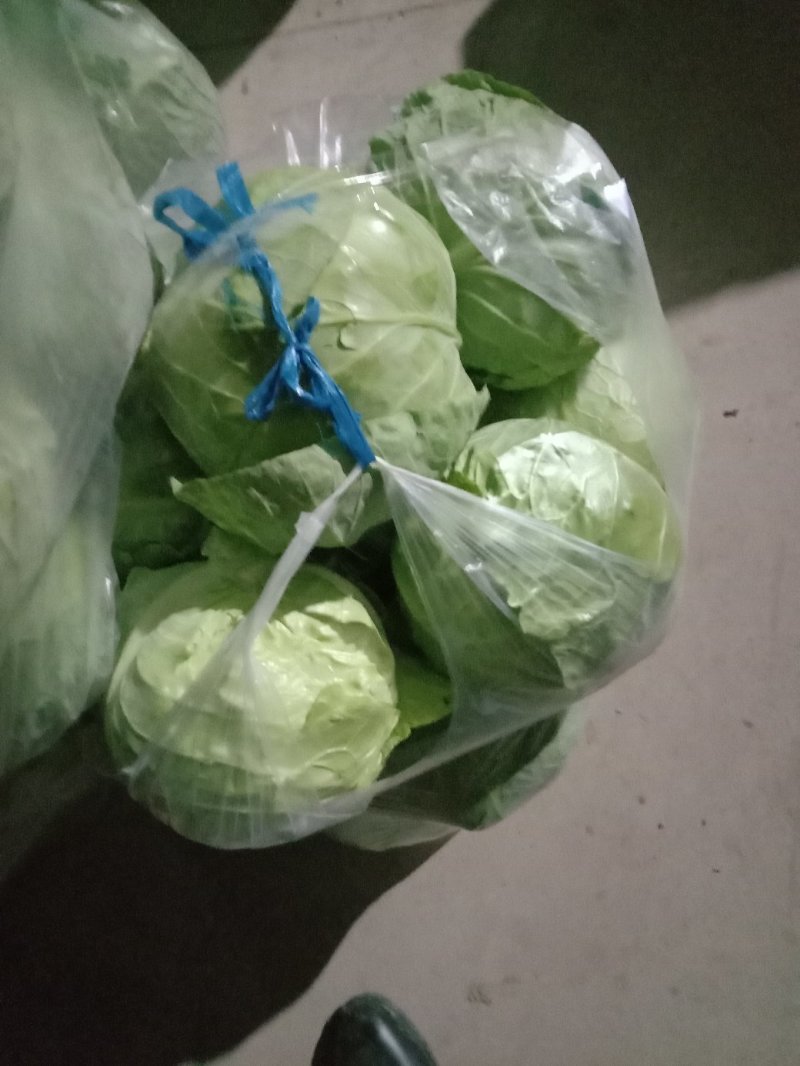 包菜