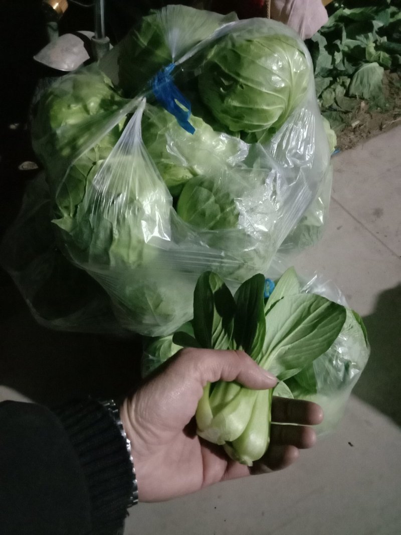 包菜