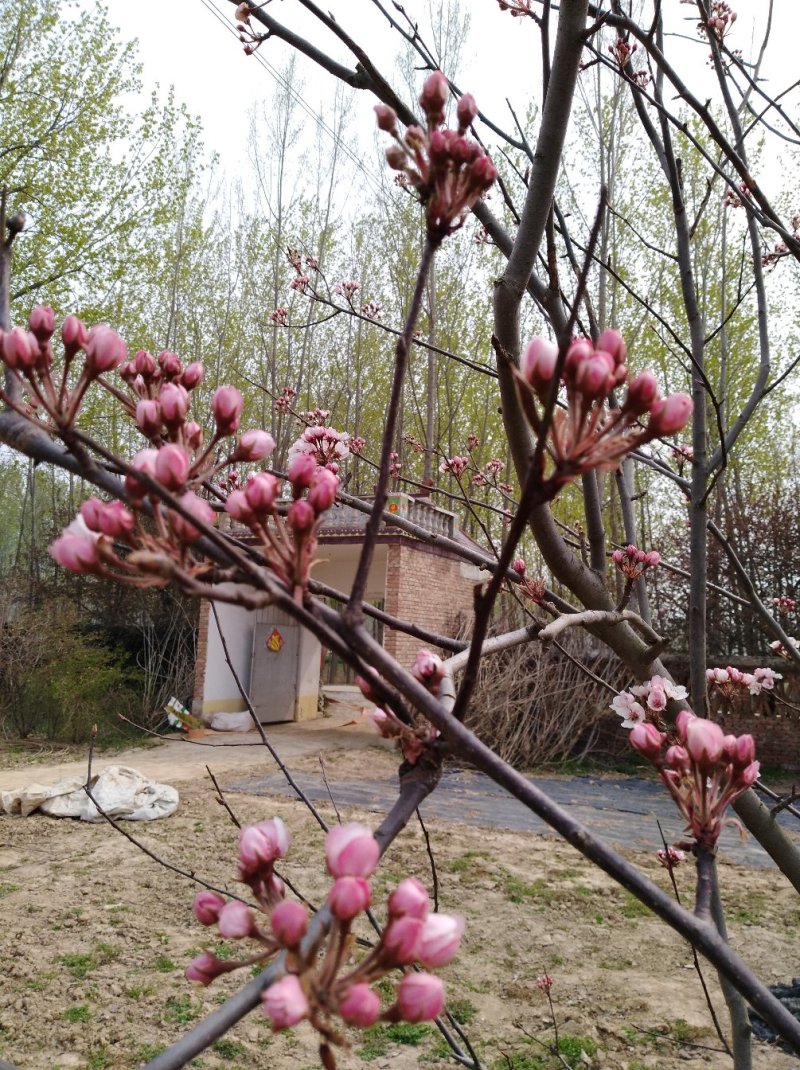 梨树苗，3年生挂果早酥红梨苗，基地直供，果色鲜艳口感好