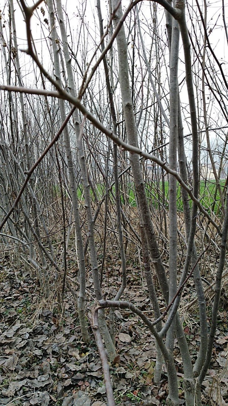 梨树苗，3年生挂果早酥红梨苗，基地直供，果色鲜艳口感好