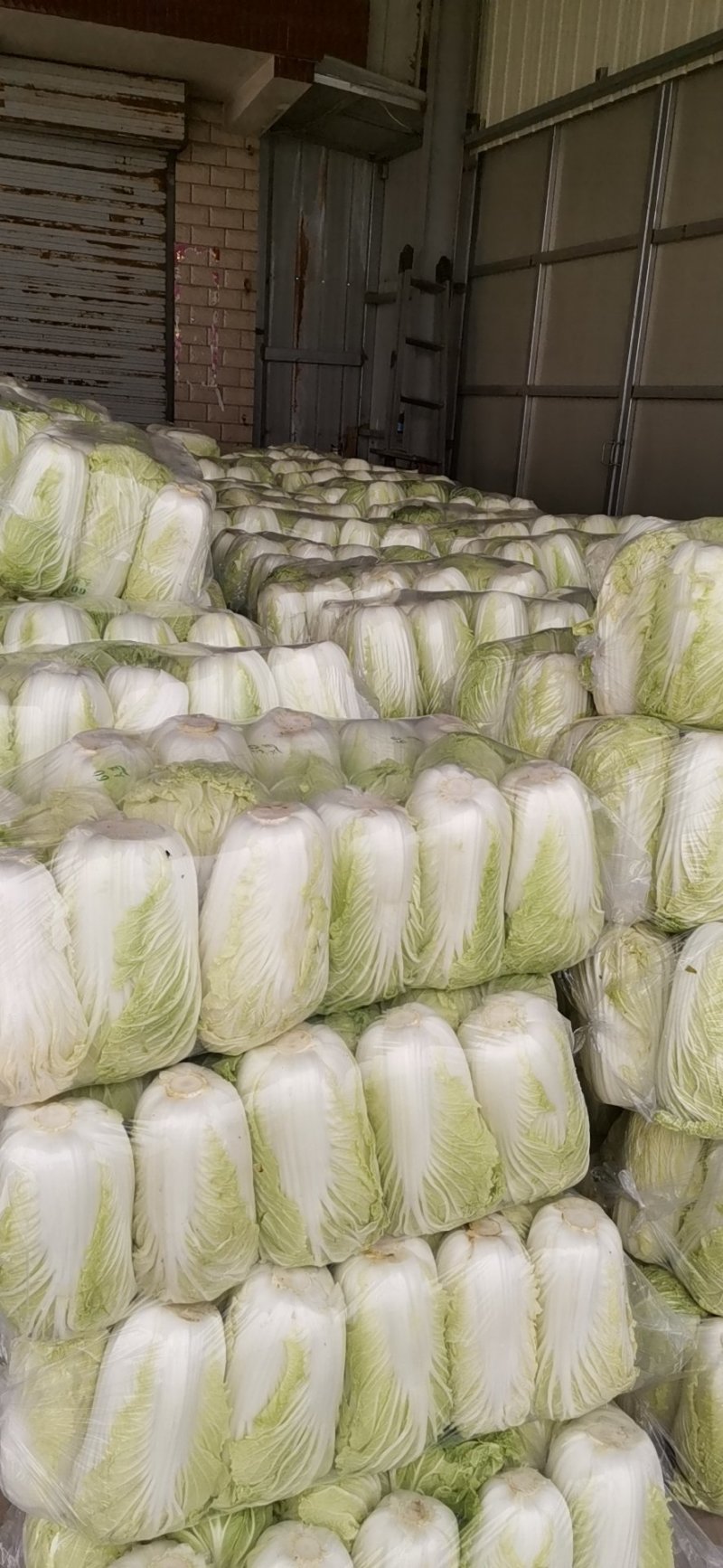 白菜大量供应，质优价廉，欢迎各位老板下单