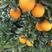 早熟脐橙苗，花量大，早结丰产，橙香浓郁，甜度好