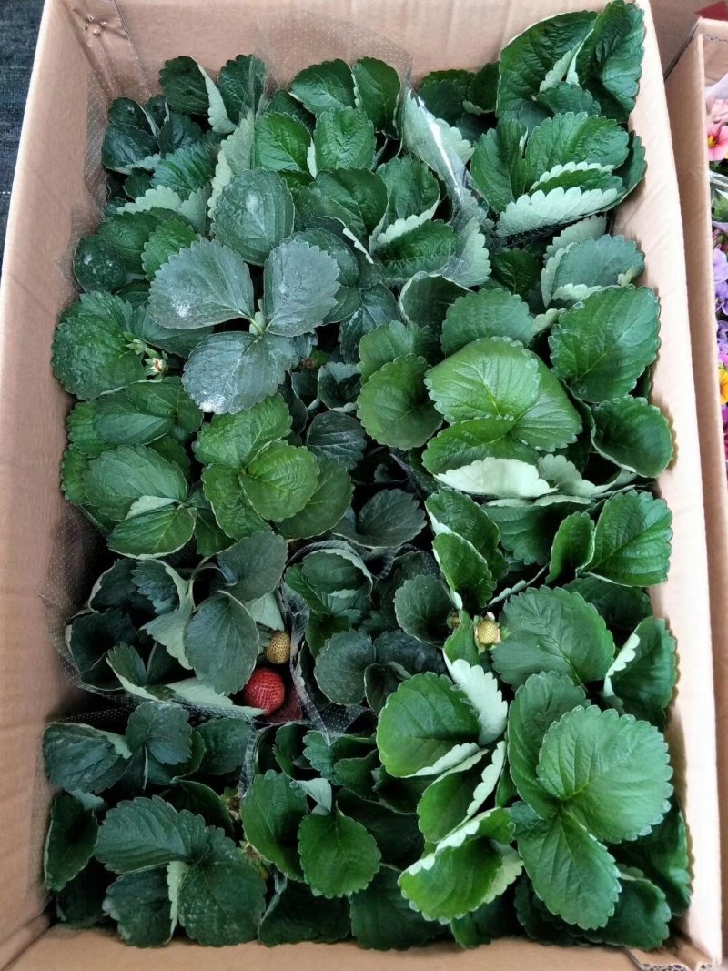 草莓盆栽140盆士多啤梨批发多花多果盆景盆花