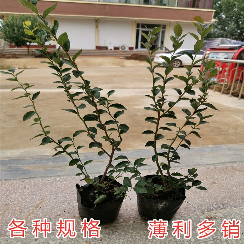 蓝丰蓝莓北方种植品种包品种包结果南北方蓝莓品种盆栽地栽苗