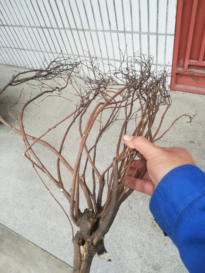 芫花树枝芫条枝子头痛花树棍杆子野生晒干中药材