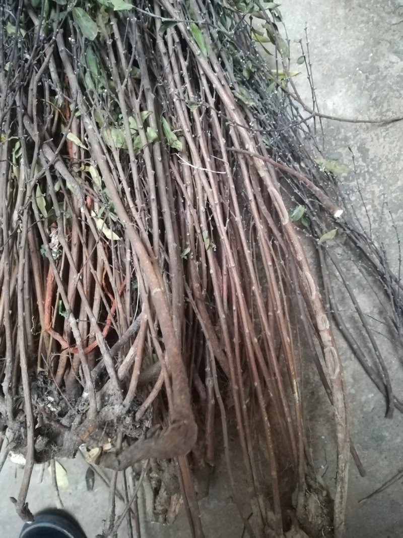 芫花树枝芫条枝子头痛花树棍杆子野生晒干中药材