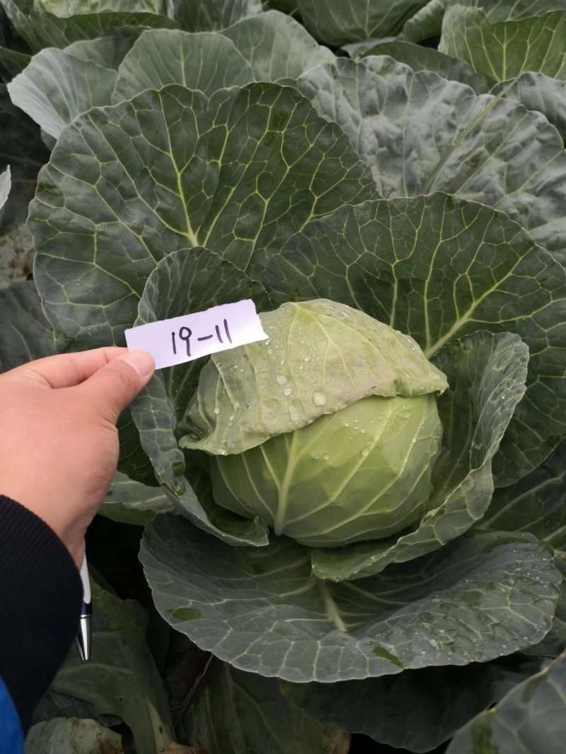【四季】春夏秋种耐热耐抽苔甘蓝种子叶色深绿不炸球安全稳定