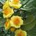 金花茶树苗，保证正品，1.5米~2米高以上，全部结花蕾！