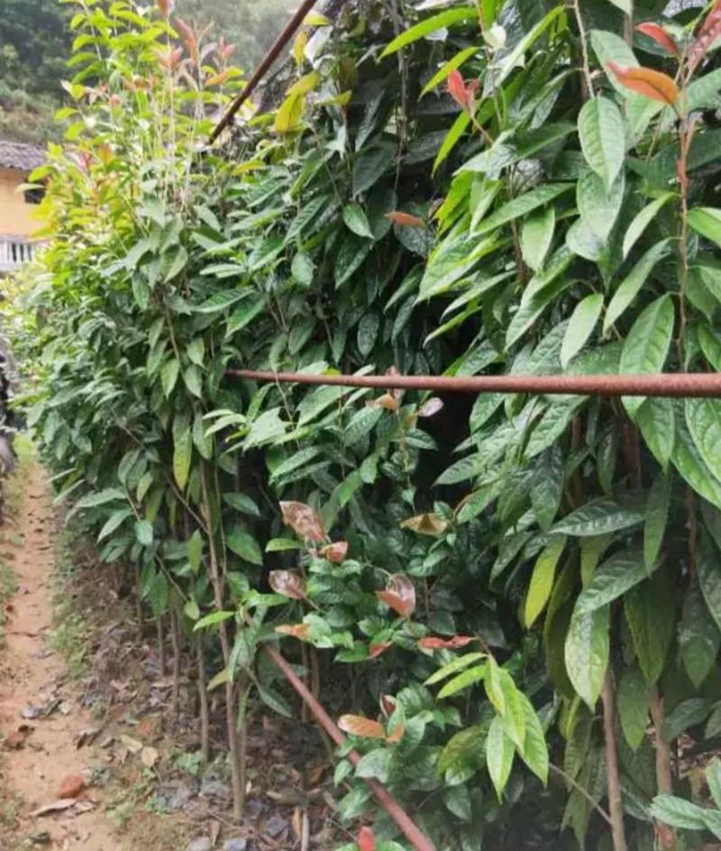 金花茶树苗，保证正品，1.5米~2米高以上，全部结花蕾！
