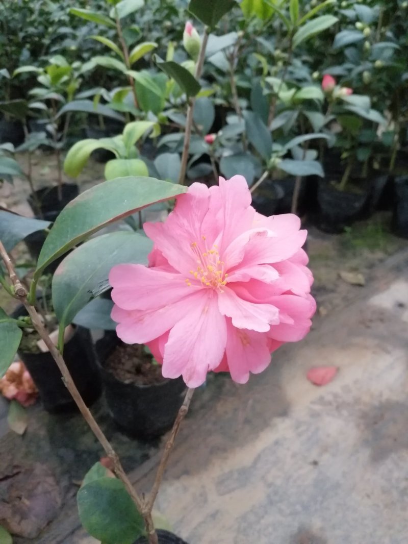 赛玫瑰茶花四季茶花牛西奥雕石茶花。长方包对版品种。