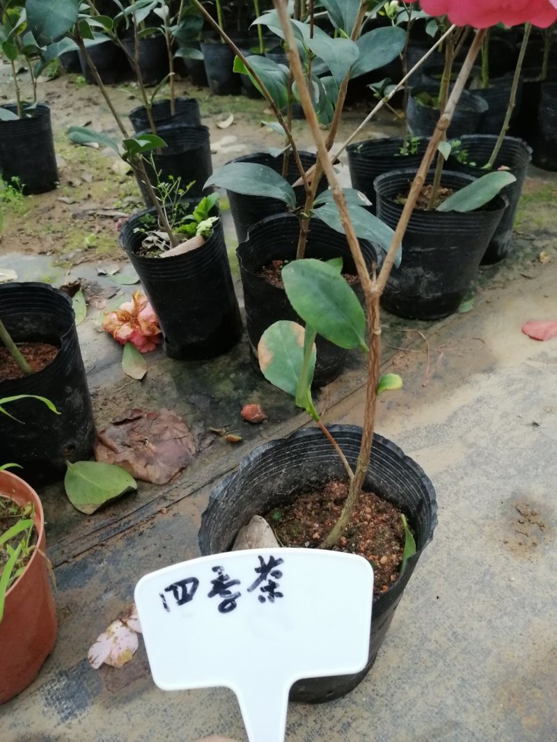 赛玫瑰茶花四季茶花牛西奥雕石茶花。长方包对版品种。